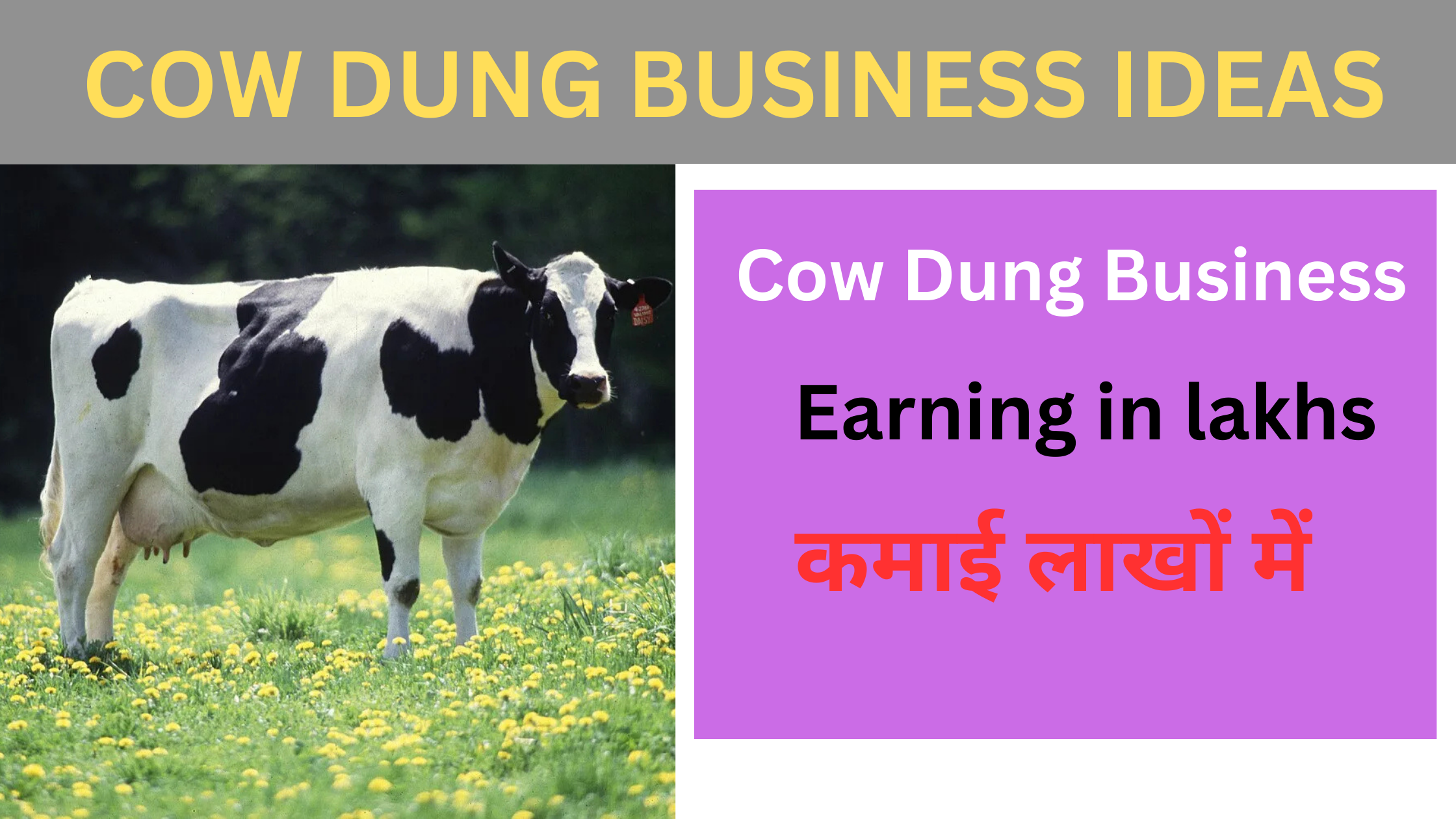 COW DUNG Business Idea