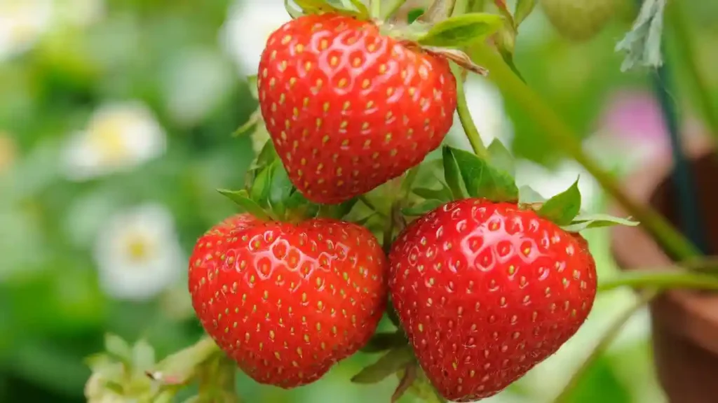 The Amazing Benefits of Strawberries and How to Eat Them